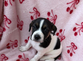 3 Jack Russell puppies