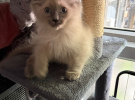 Ragdolls