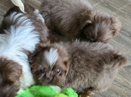 Stunning imperial Shih Tzu puppies ready now