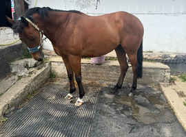 Lila 15.2 mare