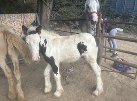 Colt very sweet boy