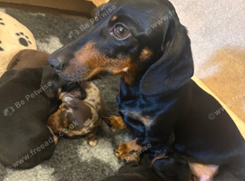 Cutest Miniature Dachshund Pups For Sale