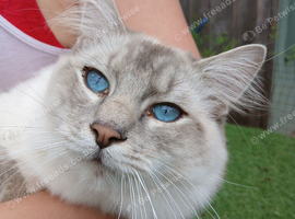 Handsome Blue Tabby Lynx Ragdoll