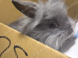 Doe and buck 8 week rabbits