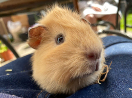 Baby Guinea pig