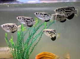 Group Of Six Clouded Archer Fish For Sale