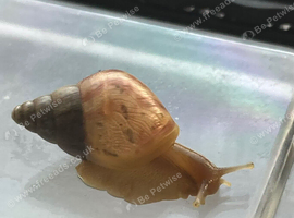 Baby giant African land snails