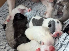 French Bulldog Puppies