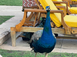 peacocks for sale