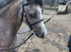 Atractive welsh gelding.