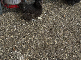 Hens for sale