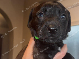 Mastador puppies