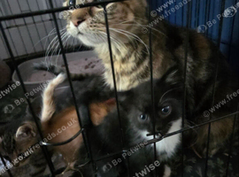 Tuxedo kittens mixed litter