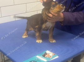 Cocker spaniel pups