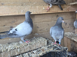 Babies racing pigeons for sale.