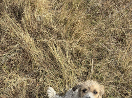 Poppy