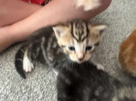 2 tabby kittens for sale