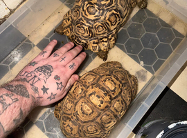 Male and female leopard tortoises