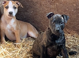 Staffordshire bull terriers