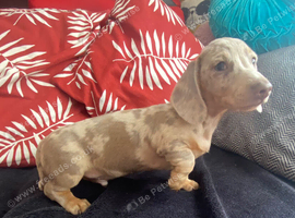 Lilac and cream dapple miniature dachshund
