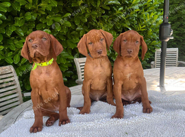 Handsome Boys