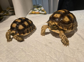 Sulcata tortoises