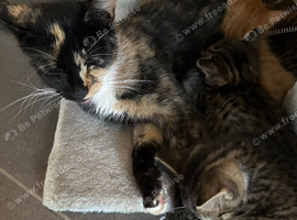 Kittens for sale