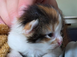 Kitten
