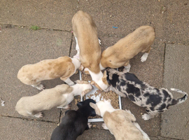 Lurcher pups