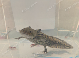 Copper axanthic Melanoid baby axolotl