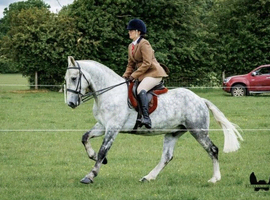 Dapple grey 14.3/15h cob gelding