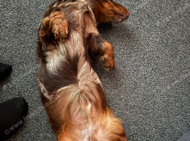 Mini long haired boy