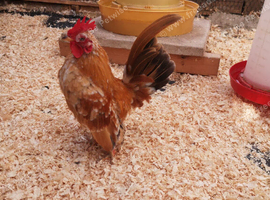 Serama  fertile  hatching eggs