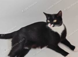 Female black and white cat