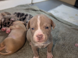 Adorable Cane corso, mixed mastiff puppies