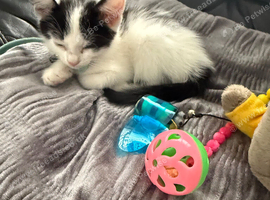 Kitten