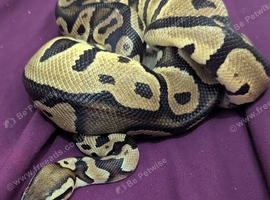 Friendly , Calm cuddly ball python  for sale