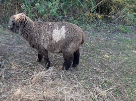 Coloured Ryeland Lambs