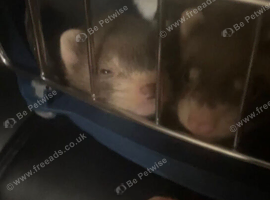 Two 8 week old Hob Ferrets