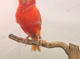 Red factor proven pair canary