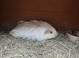 FEMALE GUINEA PIG LONG HAIRED
