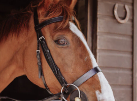 Chestnut mare for part loan
