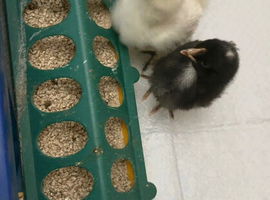 Unsexed cross breed chicks