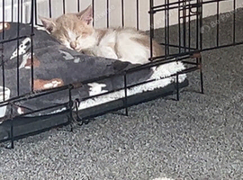 Cream and white kitten