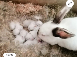 Californian rabbits