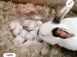 Californains rabbits