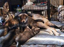 Northern Inuit puppies