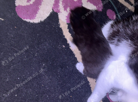 1 black and white kitten