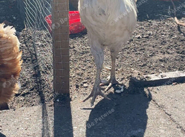 Friendly White Leghorn Rooster Looking for a Flock