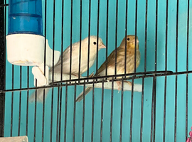 Young canaries